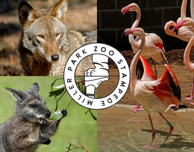 Miller Park Zoo Stampede